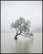 Art by CARTWRIGHT 964865-4050 - Tranquila Tree Soft Green